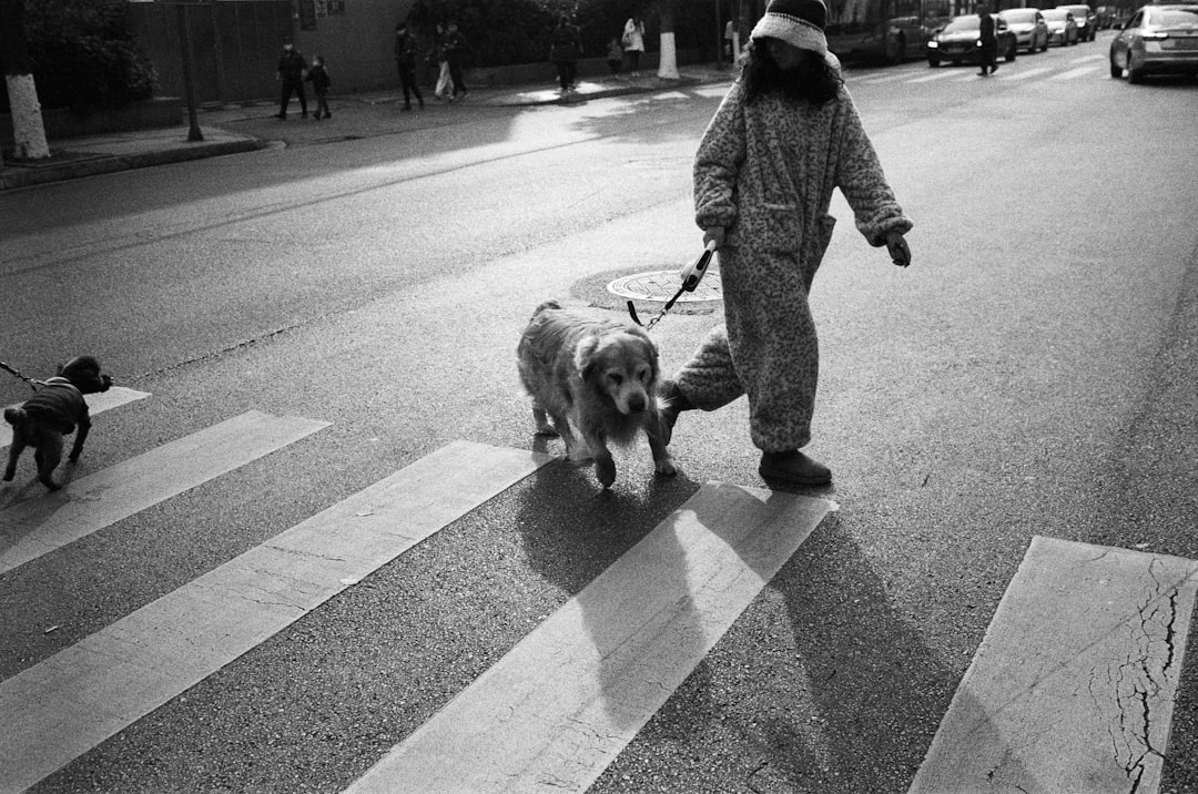 services-04 a-person-walking-two-dogs-down-a-street-h8k4rc27ja0