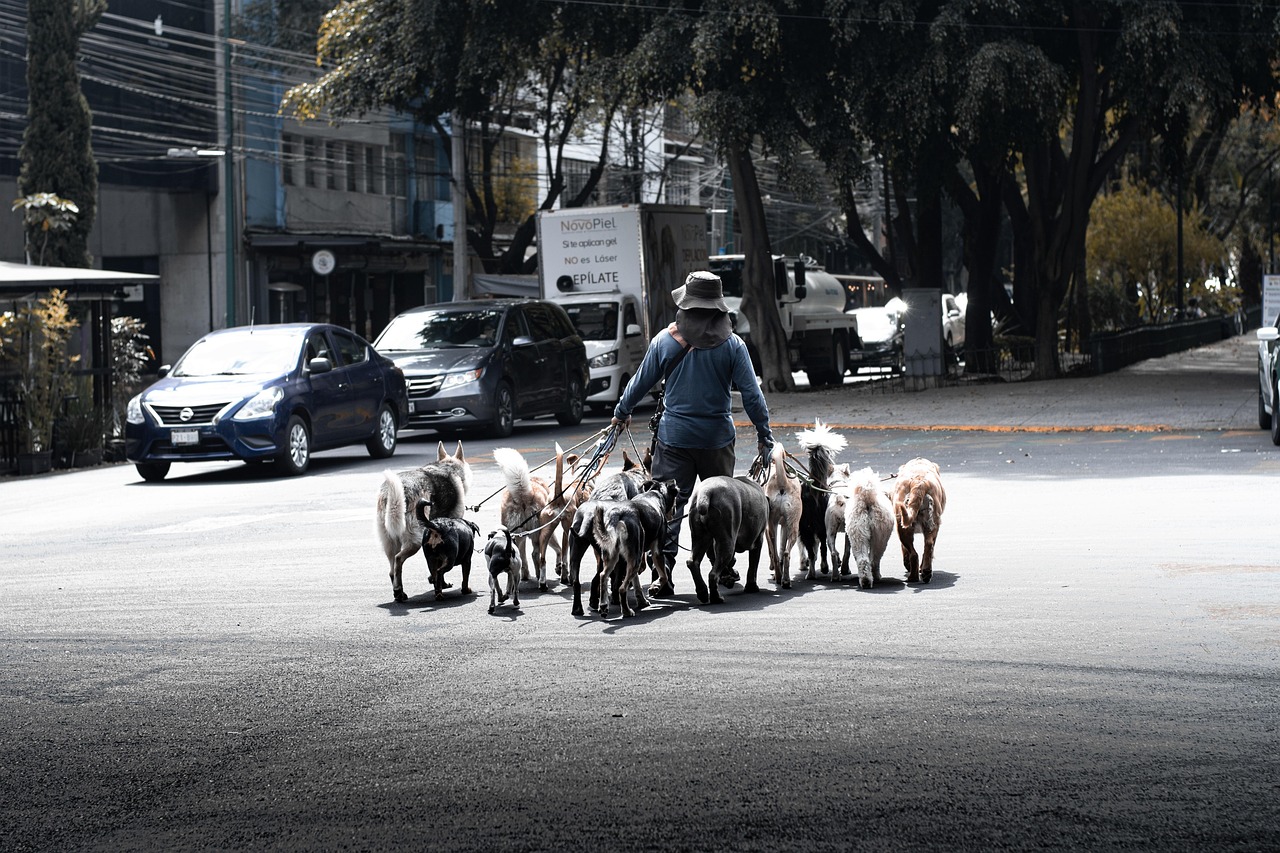 services-02 dog walk, dogwalker, mexico city, nature, pet, animal, street, autumn, pomerian, road, people, city, urban, work, labor