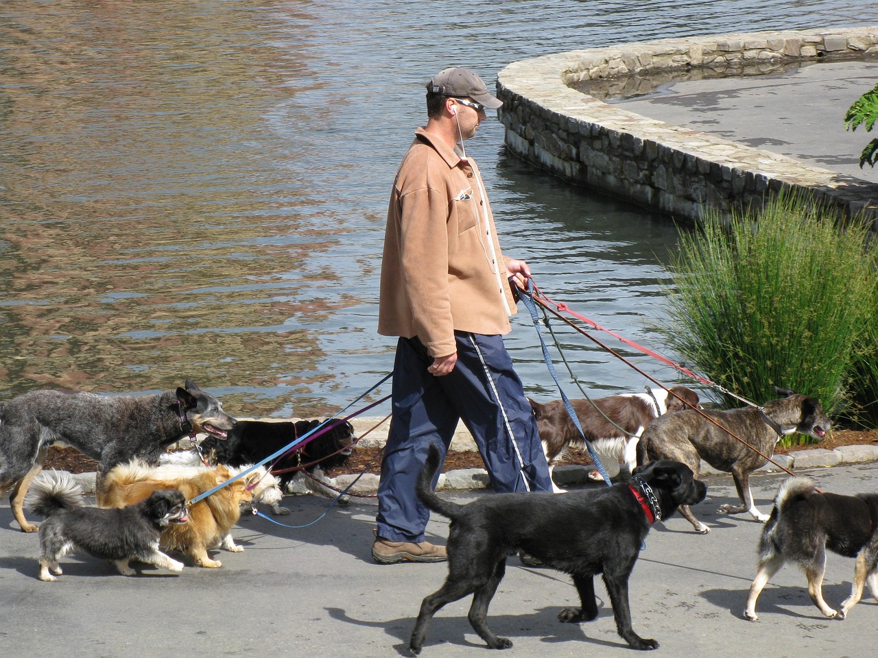 services-01 dogs, pets, canine, dogwalker, dogwalking, animal, dogwalker, dogwalker, dogwalker, dogwalker, dogwalker
